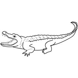 着色页: 短吻鳄 (动物) #397 - 免费可打印着色页