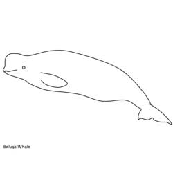 着色页: 白鲸 (动物) #1067 - 免费可打印着色页