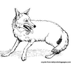 着色页: 郊狼 (动物) #4526 - 免费可打印着色页