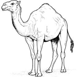 着色页: 单峰骆驼 - 免费可打印着色页