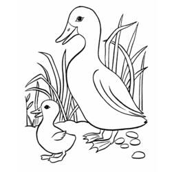 着色页: 鸭子 (动物) #1471 - 免费可打印着色页