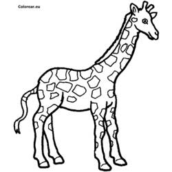 着色页: 长颈鹿 - 免费可打印着色页