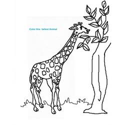 着色页: 长颈鹿 (动物) #7265 - 免费可打印着色页