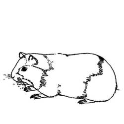 着色页: 豚鼠 (动物) #18486 - 免费可打印着色页