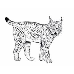 着色页: 山猫 (动物) #10789 - 免费可打印着色页