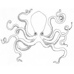 着色页: 章鱼 (动物) #18918 - 免费可打印着色页