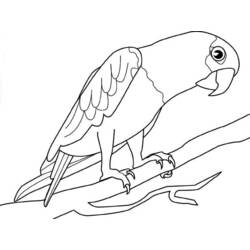 着色页: 鹦鹉 (动物) #16191 - 免费可打印着色页