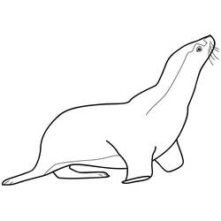 着色页: 海豹 (动物) #16305 - 免费可打印着色页