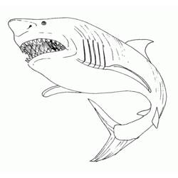 着色页: 鲨鱼 - 免费可打印着色页