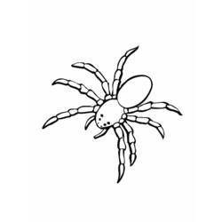 着色页: 蜘蛛 (动物) #583 - 免费可打印着色页