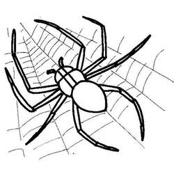 着色页: 蜘蛛 (动物) #584 - 免费可打印着色页
