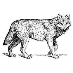 着色页: 狼 (动物) #10444 - 免费可打印着色页