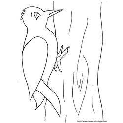 着色页: 啄木鸟 - 免费可打印着色页