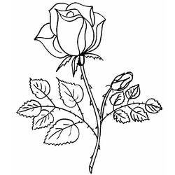 着色页: 玫瑰 (自然) #161867 - 免费可打印着色页