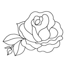 着色页: 玫瑰 (自然) #161872 - 免费可打印着色页