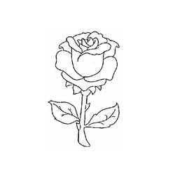 着色页: 玫瑰 (自然) #161907 - 免费可打印着色页