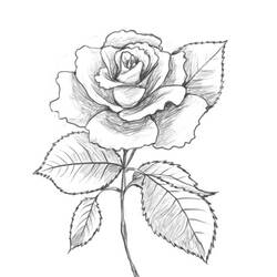 着色页: 玫瑰 (自然) #161955 - 免费可打印着色页
