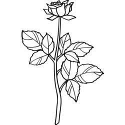 着色页: 玫瑰 (自然) #161973 - 免费可打印着色页