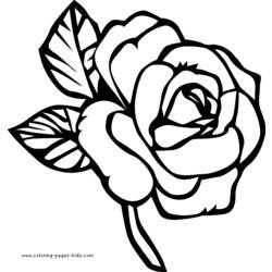 着色页: 玫瑰 (自然) #162017 - 免费可打印着色页