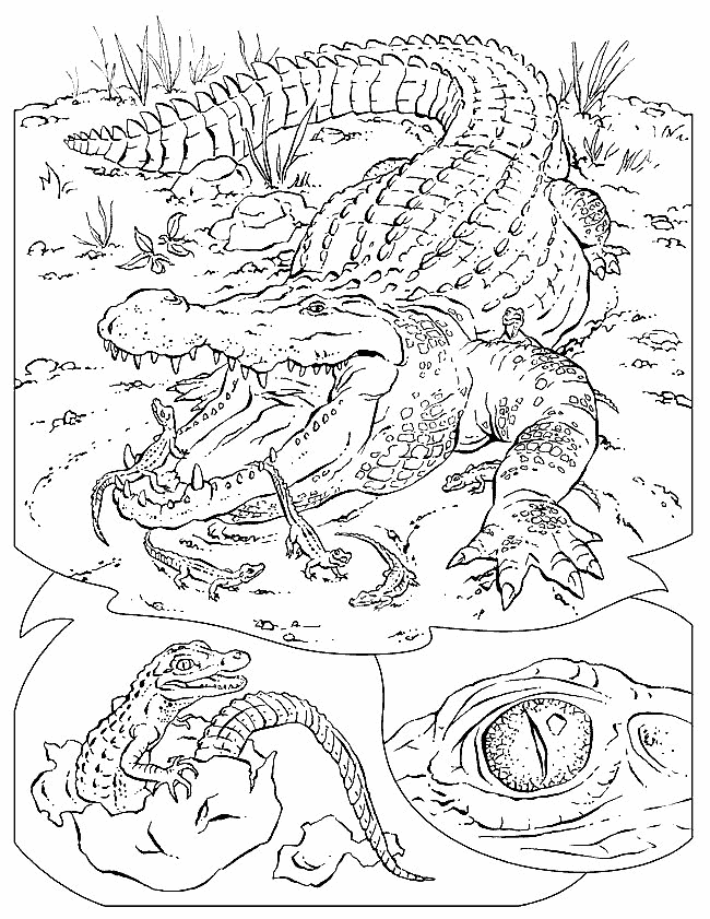 着色页: 短吻鳄 (动物) #443 - 免费可打印着色页