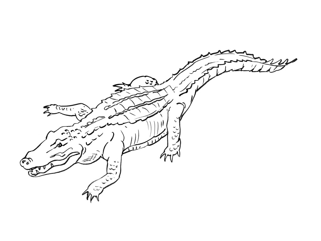 着色页: 短吻鳄 (动物) #470 - 免费可打印着色页