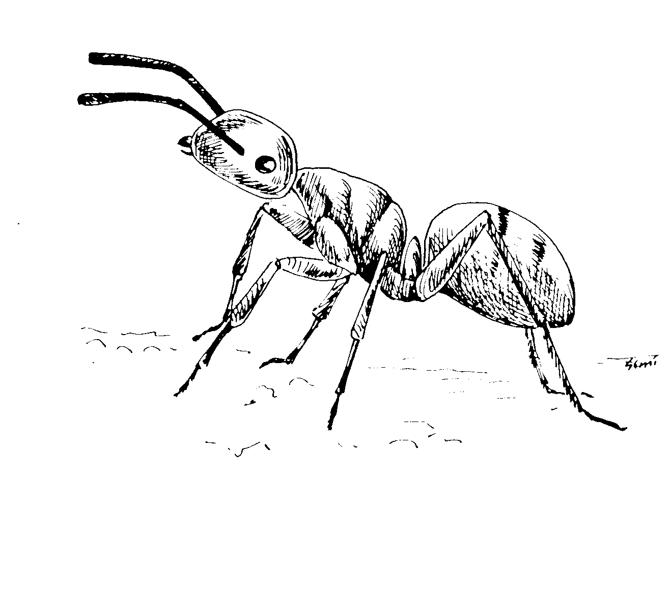 着色页: 蚂蚁 (动物) #6963 - 免费可打印着色页