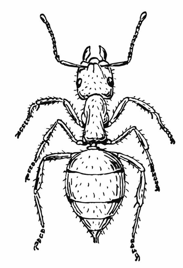 着色页: 蚂蚁 (动物) #7013 - 免费可打印着色页