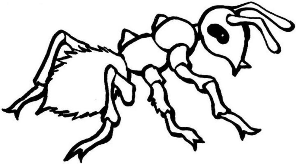 着色页: 蚂蚁 (动物) #7085 - 免费可打印着色页