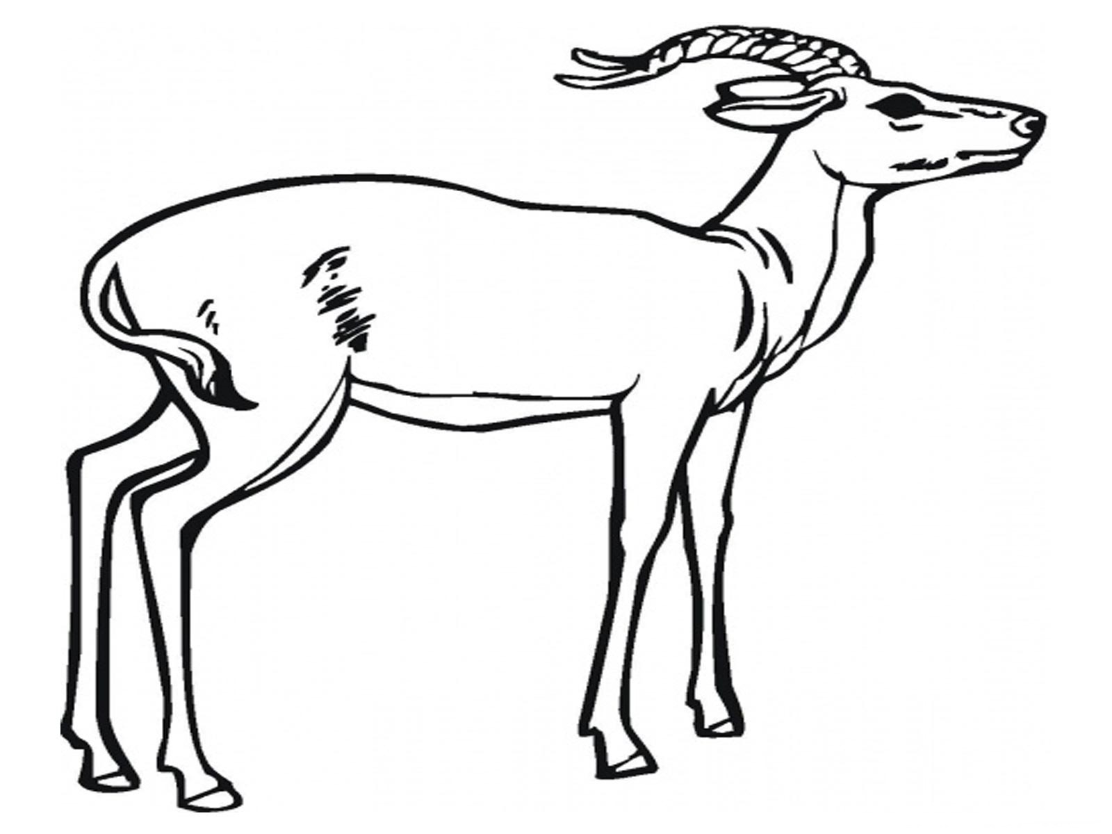 着色页: 羚羊 (动物) #22582 - 免费可打印着色页