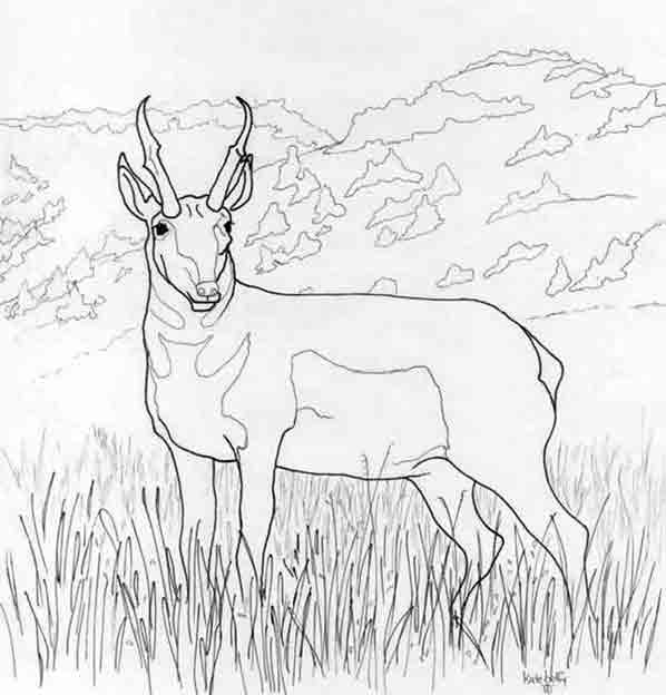 着色页: 羚羊 (动物) #22586 - 免费可打印着色页