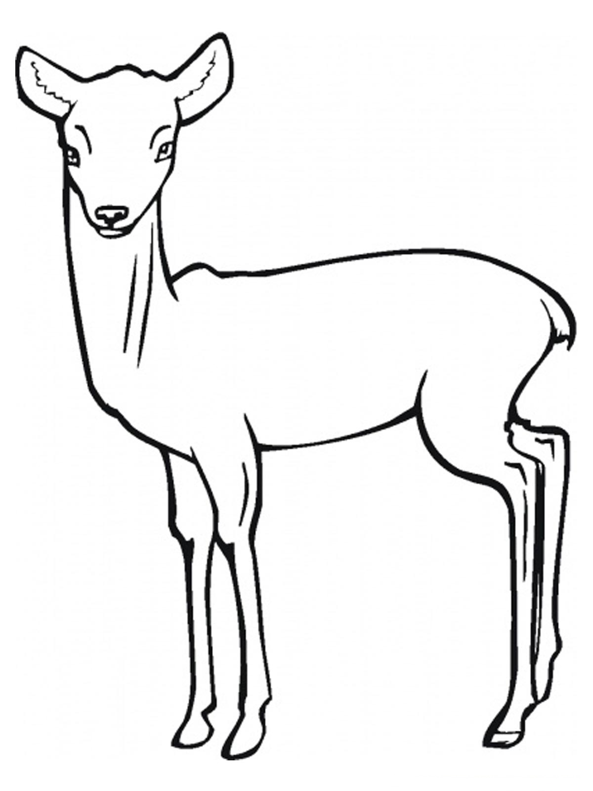 着色页: 羚羊 (动物) #22595 - 免费可打印着色页