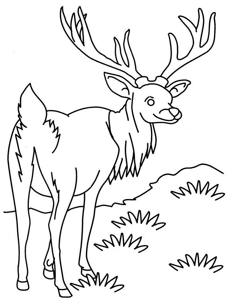 着色页: 羚羊 (动物) #22603 - 免费可打印着色页