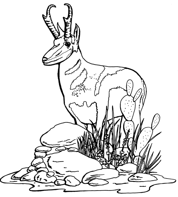 着色页: 羚羊 (动物) #22606 - 免费可打印着色页