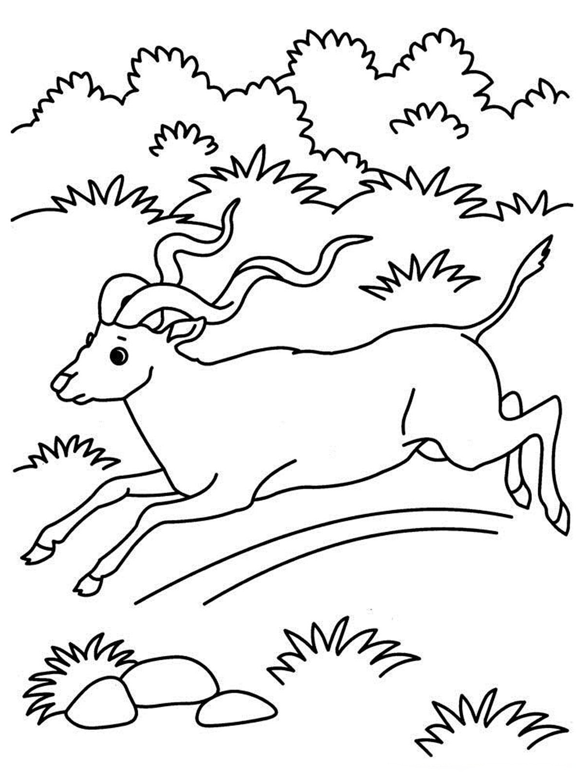 着色页: 羚羊 (动物) #22607 - 免费可打印着色页