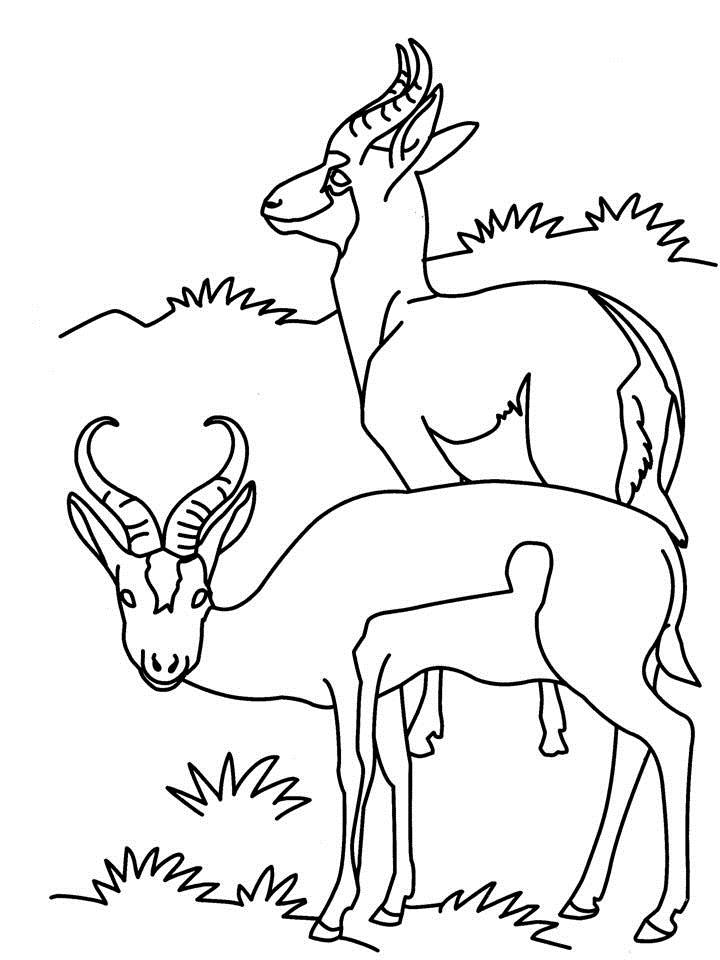 着色页: 羚羊 (动物) #22613 - 免费可打印着色页