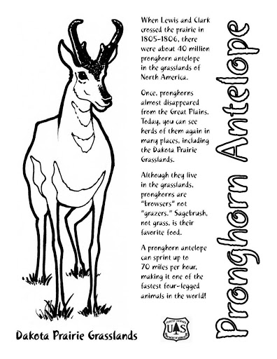 着色页: 羚羊 (动物) #22669 - 免费可打印着色页