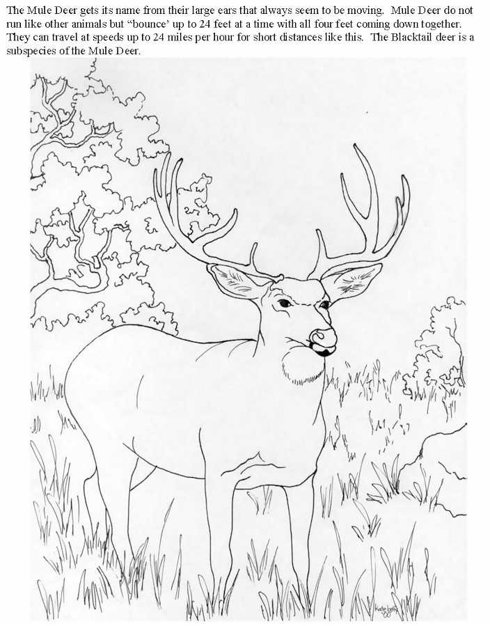 着色页: 羚羊 (动物) #22670 - 免费可打印着色页