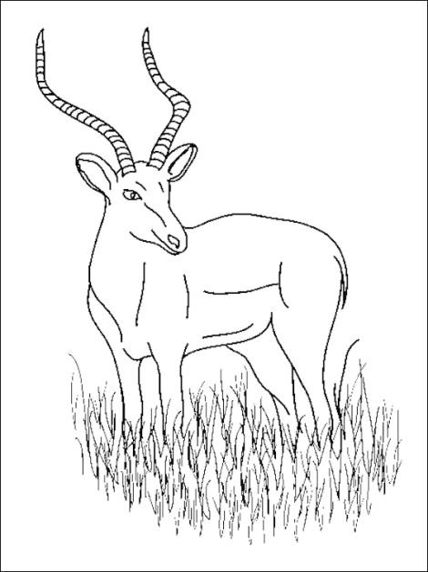 着色页: 羚羊 (动物) #22672 - 免费可打印着色页