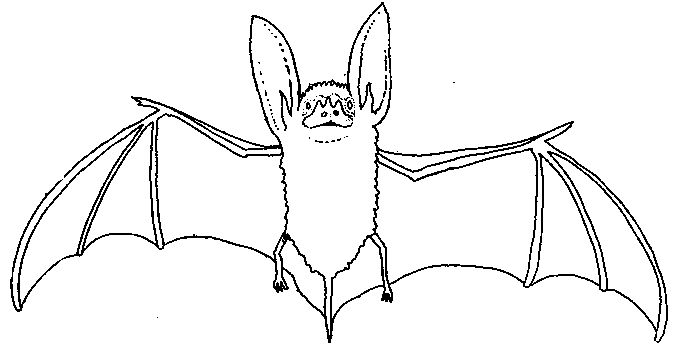 着色页: 蝙蝠 (动物) #1984 - 免费可打印着色页