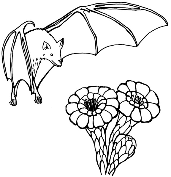 着色页: 蝙蝠 (动物) #2031 - 免费可打印着色页
