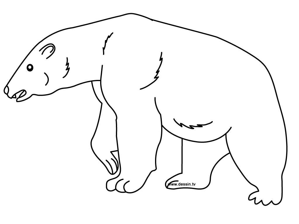 着色页: 熊 (动物) #12201 - 免费可打印着色页