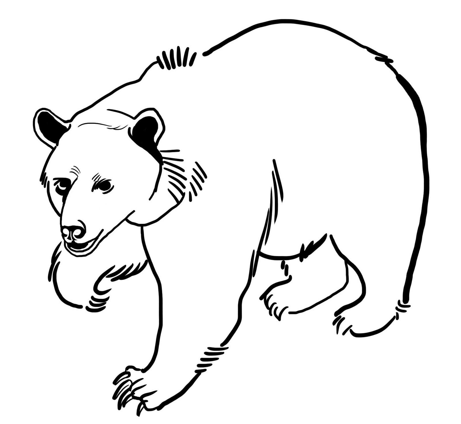 着色页: 熊 (动物) #12240 - 免费可打印着色页