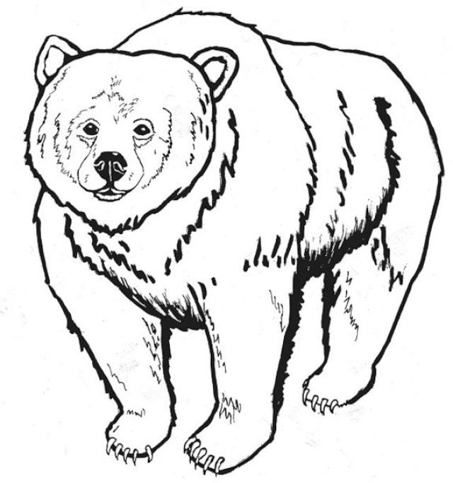 着色页: 熊 (动物) #12244 - 免费可打印着色页