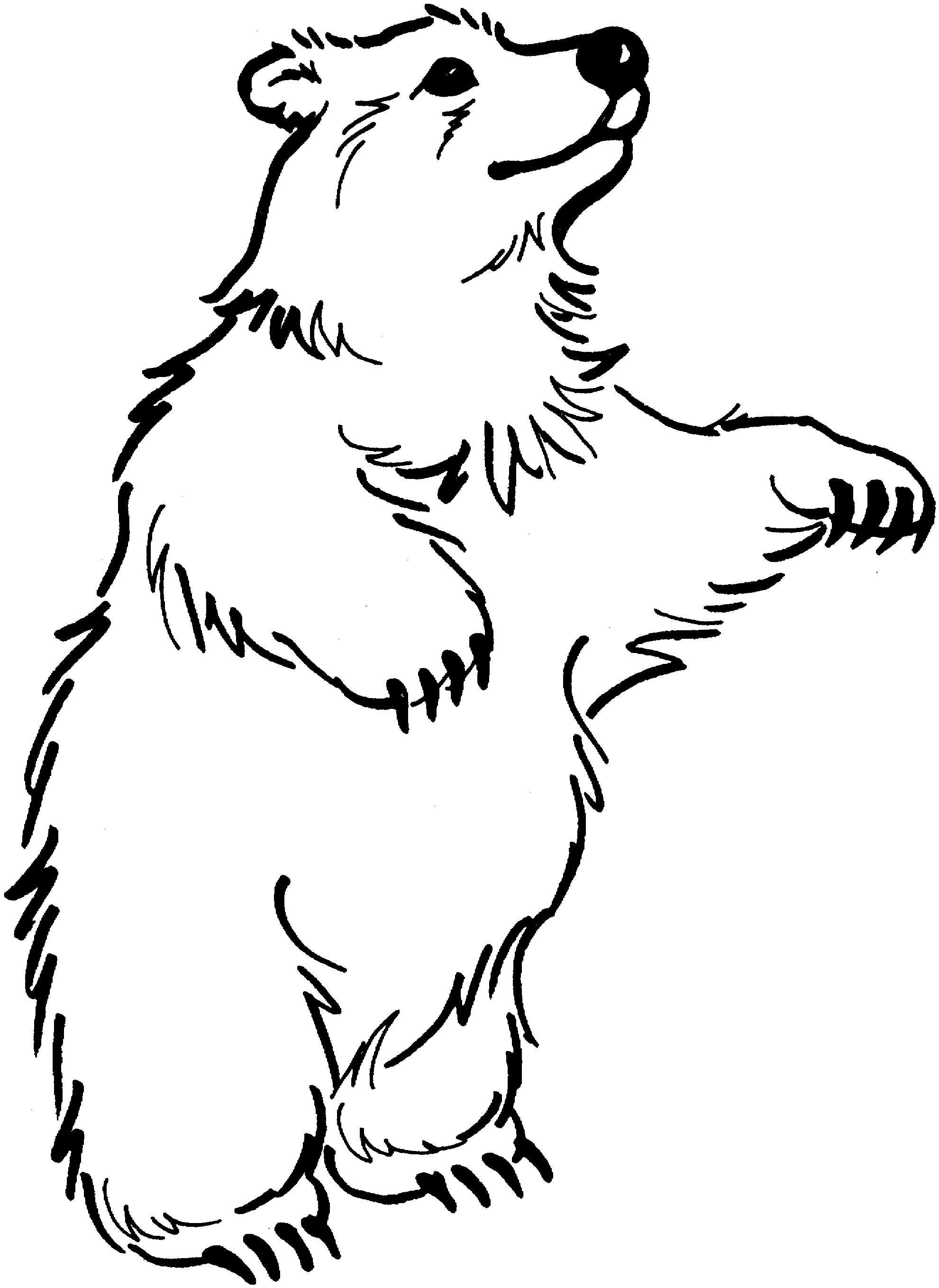 着色页: 熊 (动物) #12283 - 免费可打印着色页