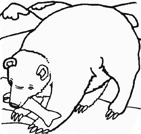 着色页: 熊 (动物) #12286 - 免费可打印着色页