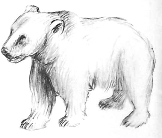 着色页: 熊 (动物) #12299 - 免费可打印着色页