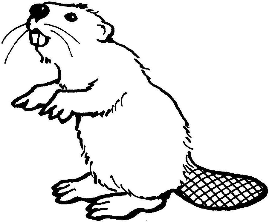 着色页: 海狸 (动物) #1571 - 免费可打印着色页