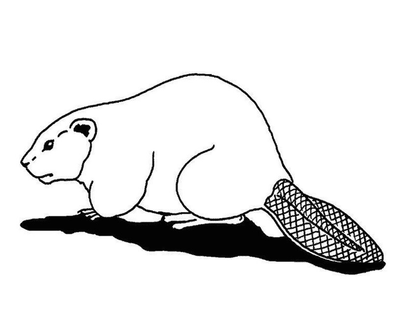 着色页: 海狸 (动物) #1574 - 免费可打印着色页