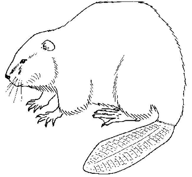 着色页: 海狸 (动物) #1586 - 免费可打印着色页
