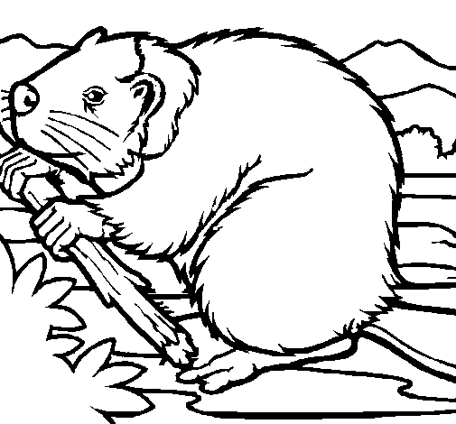 着色页: 海狸 (动物) #1589 - 免费可打印着色页